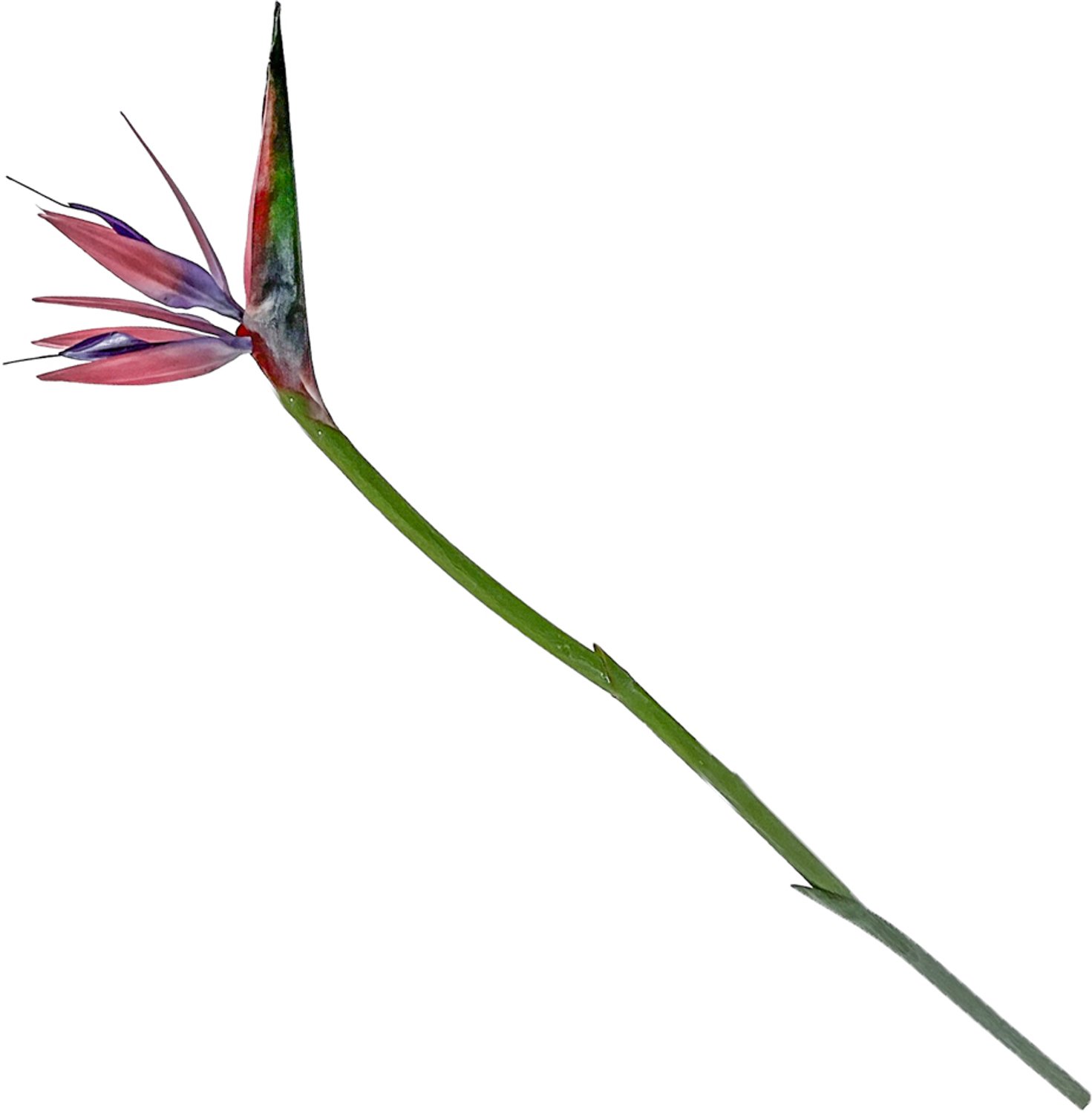 homebound by ky Kunstbloem Strelitzia roze | kunstbloem
