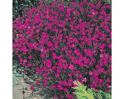 Sluis Garden - Steenanjer Lindoya (Dianthus)