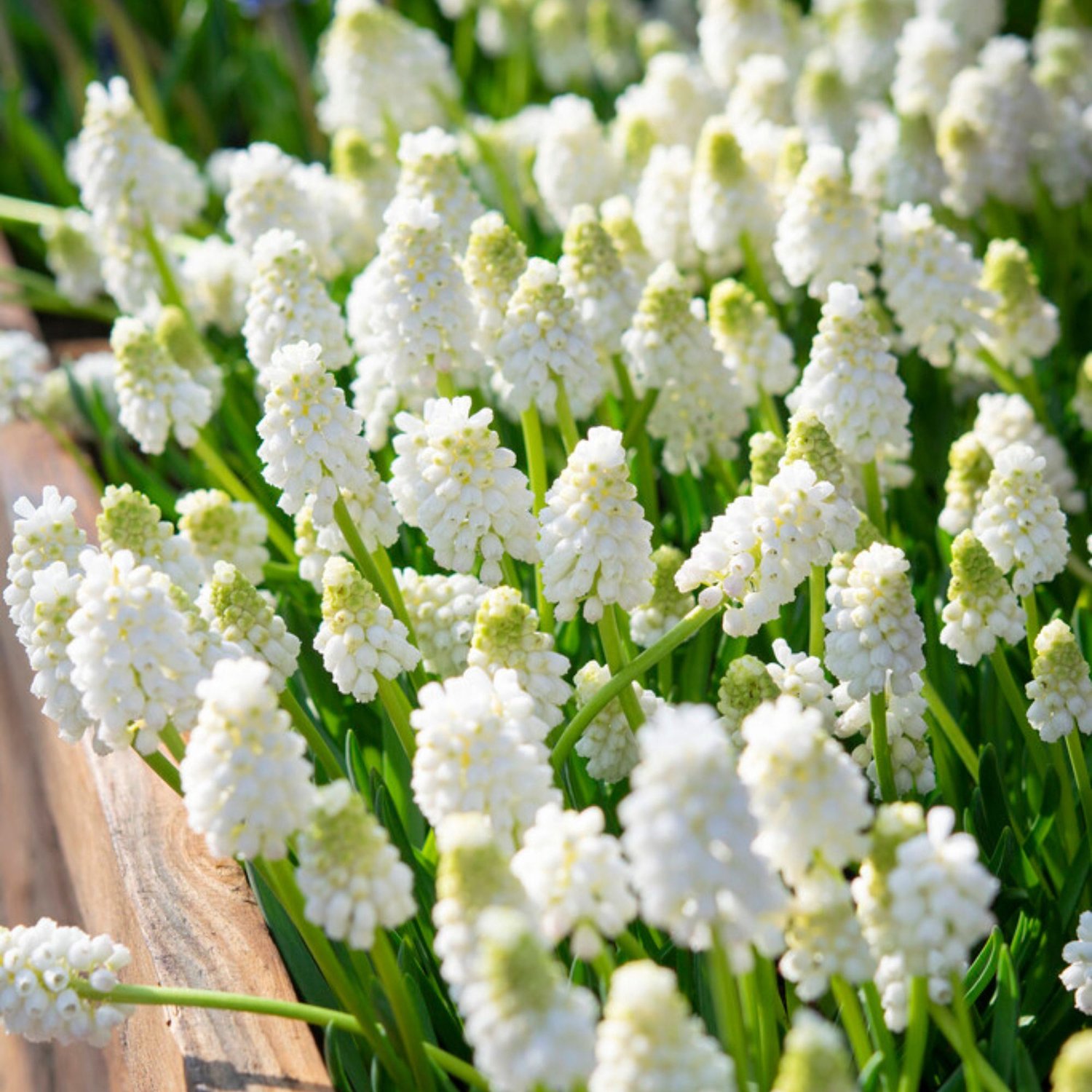 Witte druifjes (Muscari aucheri) - Blauwe Druifjes White Magic – Muscari (XL-Verpakking) - Bijen-Vlinders - Voorjaarsbollen