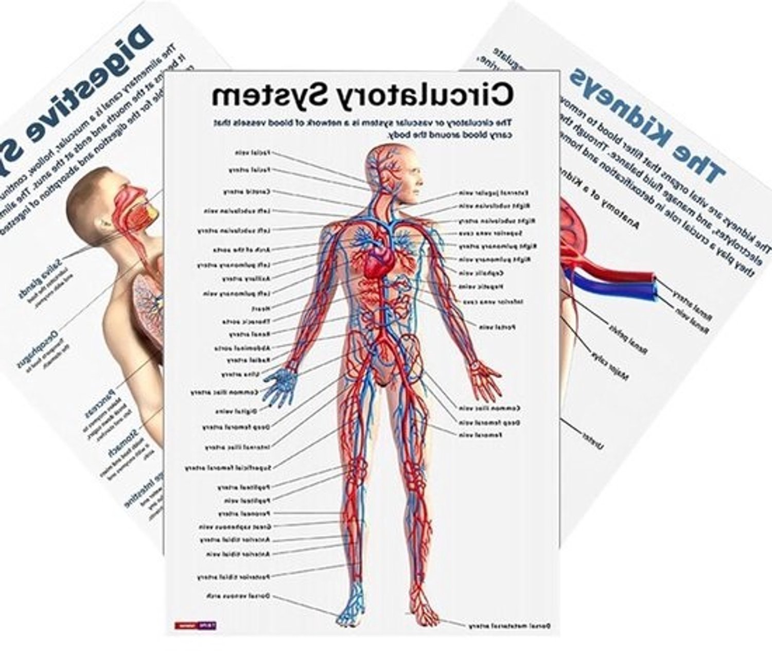 Anatomieposters set - Kaarten van het menselijk lichaam - Educatief leren - Gedetailleerd spierstelsel - 26 x 20.8 cm - Meerdere kleuren