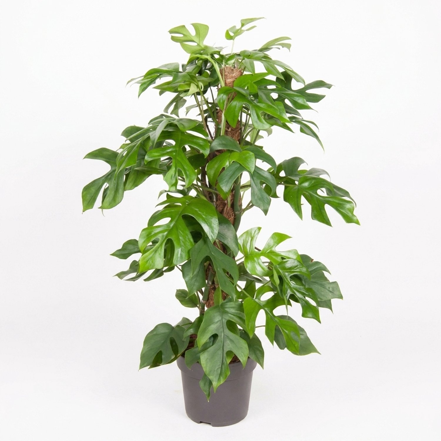Bloomique - Monstera Minima - Mini-gatenplant - Klimplant - Kamerplanten - Op Mosstok - Snelle groeier - Gemakkelijk in onderhoud - Hoogte 70-80 cm - Pot 19 cm