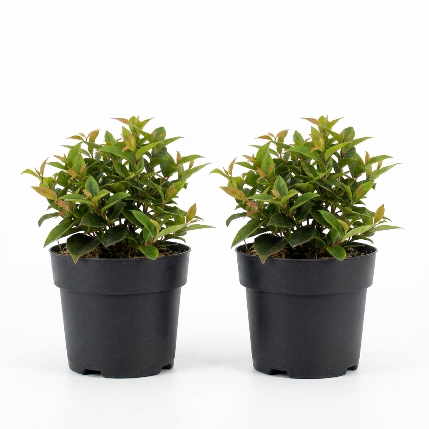 Bloomique - Set van 2 - Leucothoe Axillaris Lovita - Druifheide - Heester - Tuinplanten - Compact - Rode winterkleur - Winterhard - Ook voor schaduw - Hoogte 20-25 cm - Pot 17 cm