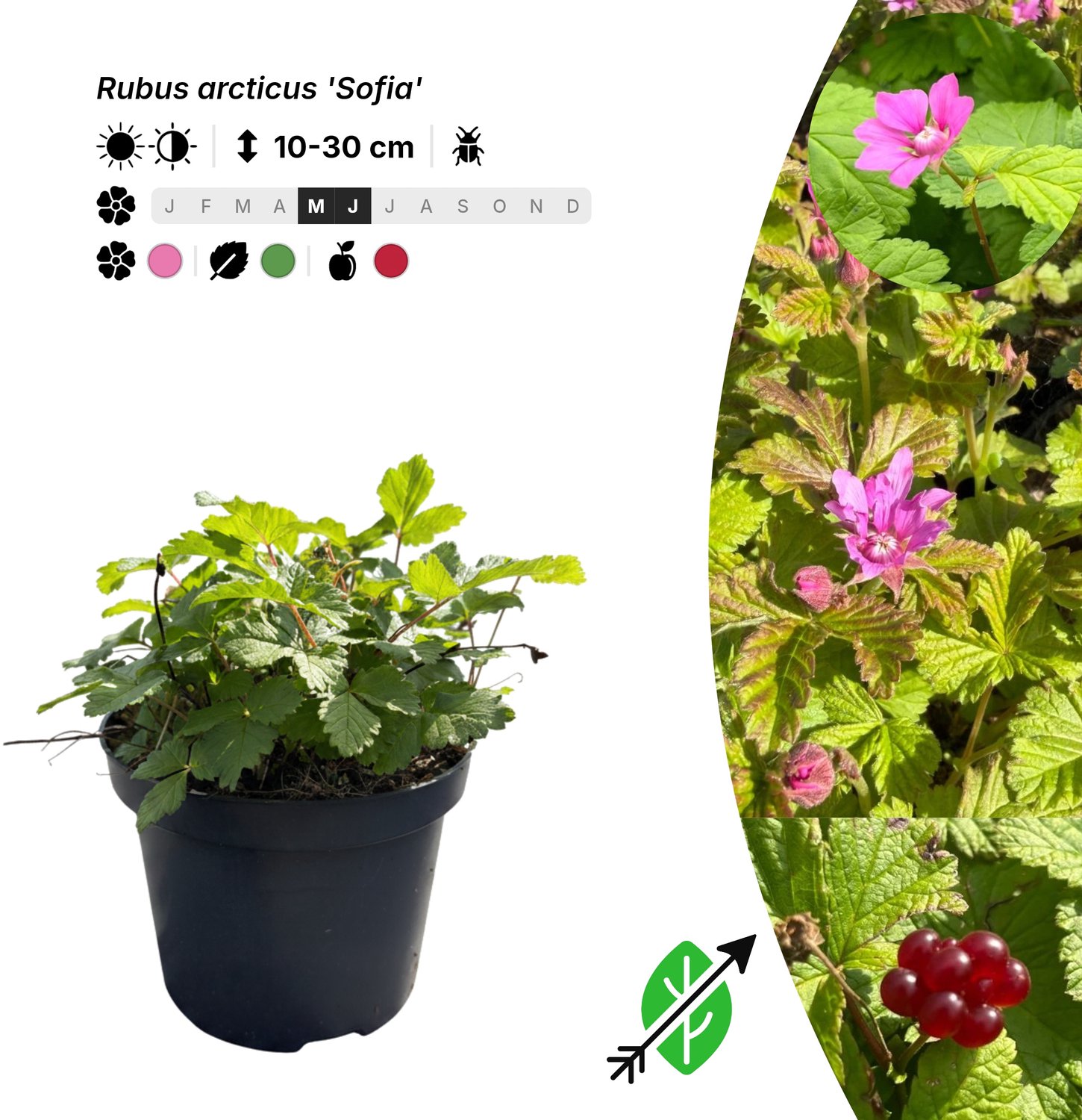 Singleplants - 18x Rubus arcticus 'Sofia' - Pot C1.5 - bodembedekker - winterhard tot -30°C