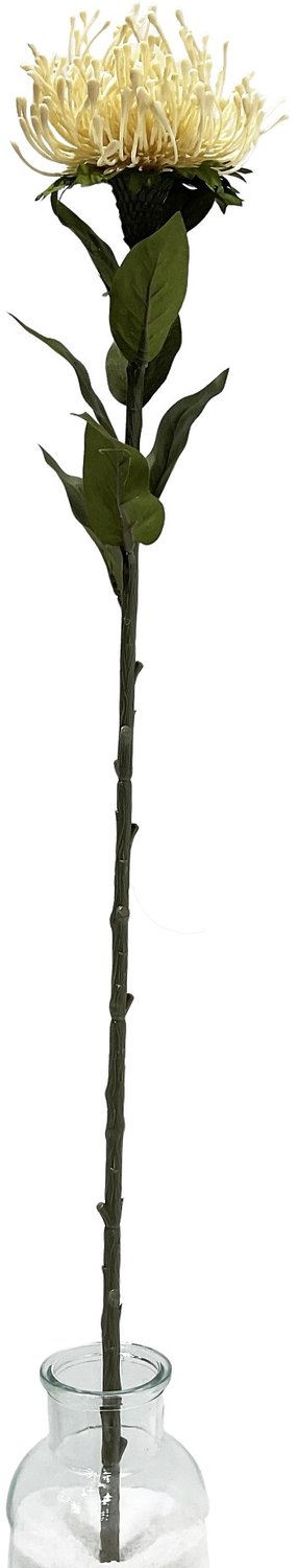 homebound by ky Kunsttak Protea 73cm crème Beige