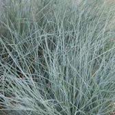 Zwenkgras (Festuca) glauca | 1 stuk | groenblijvende vaste plant | wintergroen | 11x11 cm Kwekerspot | Geschikt voor in Pot | winterhard | Geel