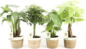 Jungle Mix in Noah Korb ↨ 40cm - 4 stuks - hoge kwaliteit planten