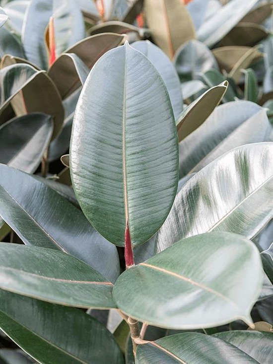 Planta De Goma Ficus Elastica Abidjan - Maceta De 12 Cm, Follaje Bronce Y Burdeos, Purificadora De Aire