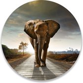 Wandcirkel Olifant Op De Weg | ⌀ 50 cm | Wanddecoratie | Muurcirkel Binnen | Forex | Ronde Schilderijen