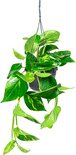 Drakenklimop (Epipremnum Aureum) 80 cm