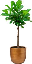 Ficus Lyrata op stam in Lux Retro Egg goud | Vioolbladplant / Tabaksplant