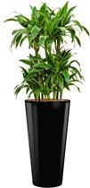 Dracaena Arturo hydrocultuur in Runner rond zwart | Drakenbloedboom