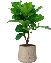 Ficus Lyrata vertakt in Rugged Patt grijs | Vioolbladplant / Tabaksplant