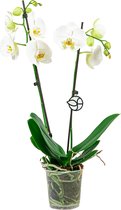 Phalaenopsis wit | Orchidee