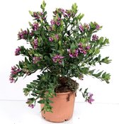 Bloem van Botanicly – Polygala myrtifolia – Hoogte: 45 cm