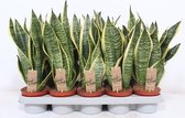 Kamerplanten van Botanicly – 4 × Vrouwentongen – Hoogte: 35 cm – Sansevieria trif. Superba