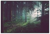 Lichtstralen door het bos bij dauw - Foto op Akoestisch paneel - 90 x 60 cm