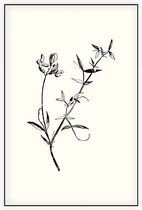 Veldlathyrus zwart-wit (Meadow Vetchling) - Foto op Akoestisch paneel - 60 x 90 cm