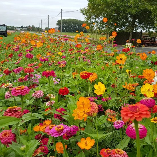 Bloemzaden kopen? Al uw bloemenzaad snel bezorgd