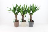 Kamerplanten van Botanicly – 3 × Palmlelie – Hoogte: 45 cm – Yucca