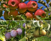 Fruitbomen - Populair - 3 stuks | Omtrek: 6-10 cm | Halfstam