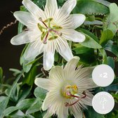 2x Passiflora Elliot – Passiebloem – Klimplant – Onderhoudsvriendelijk - ⌀15 cm - 60-70 cm