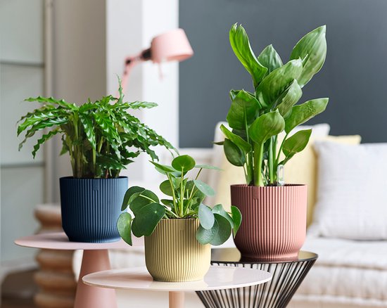 Drie planten in gegroefde potten: een blauwe, een gele en een roze. Een in het midden met pannenkoekplant, rechts met grote bladeren.