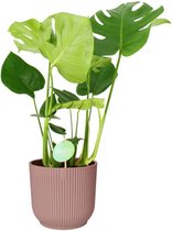 Monstera Deliciosa in ELHO Vibes (roze)