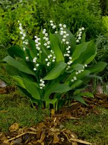 100x Lelietje-van-dalen 'Convallaria majalis' - BULBi® bloembollen en planten met bloeigarantie