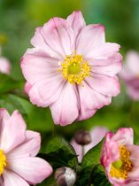 20x Anemoon 'Hybrida königin charlotte'  - BULBi® bloembollen en planten met bloeigarantie