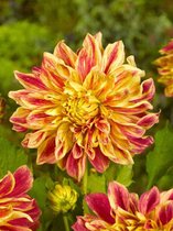 30x Dahlia 'Explosion'  - BULBi® bloembollen en planten met bloeigarantie
