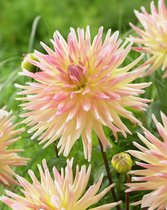 12x Dahlia 'Cabana banana' - BULBi® Bloembollen met bloeigarantie