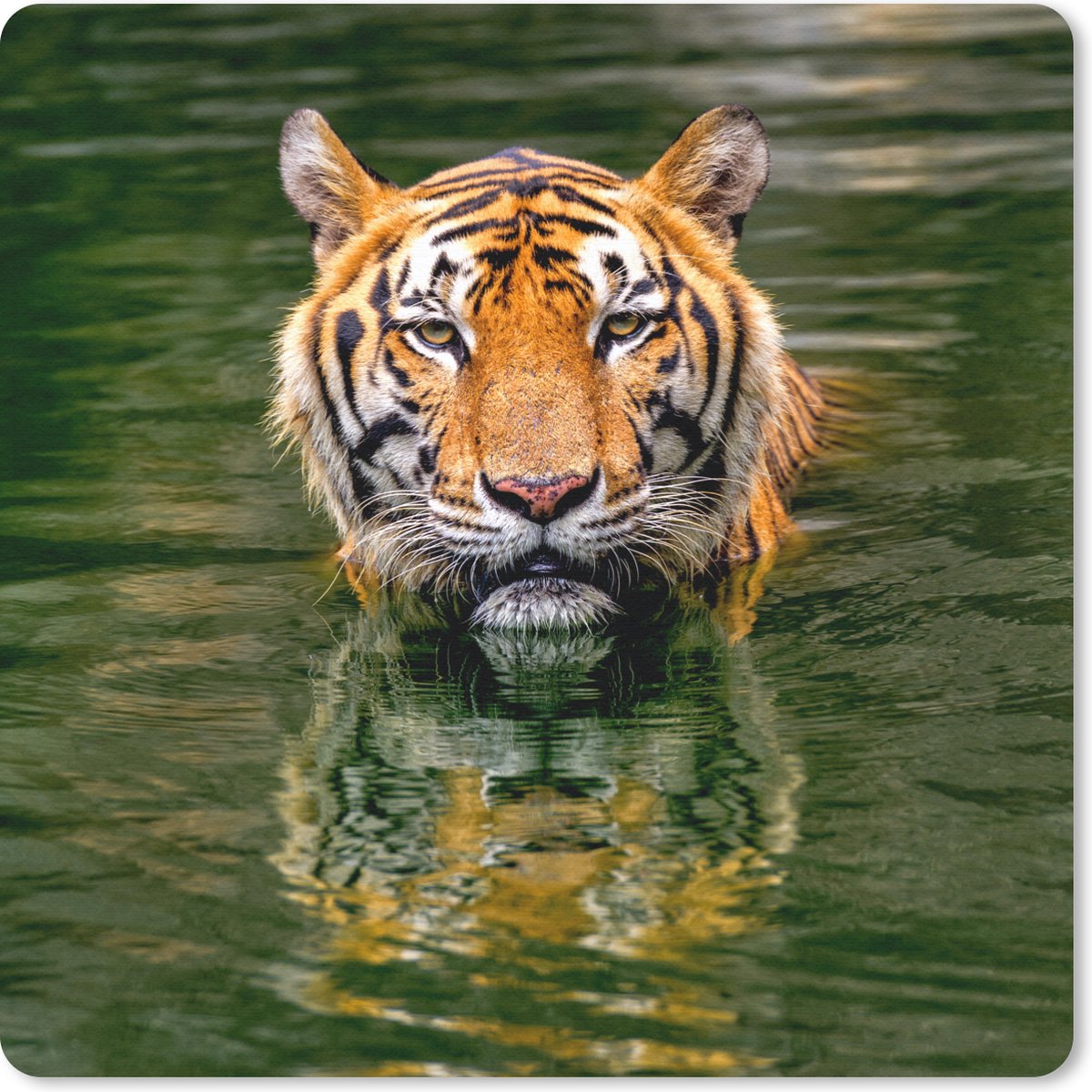 Muismat 20x20 cm - Mousepad Tijger in het water - Muismatten