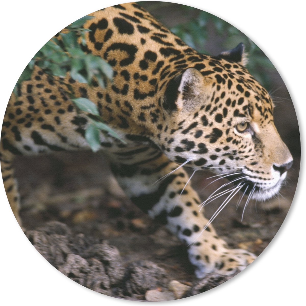 Muismat rond 50x50 cm - Mousepad Sluipende jaguar in bos - Ronde muismatten
