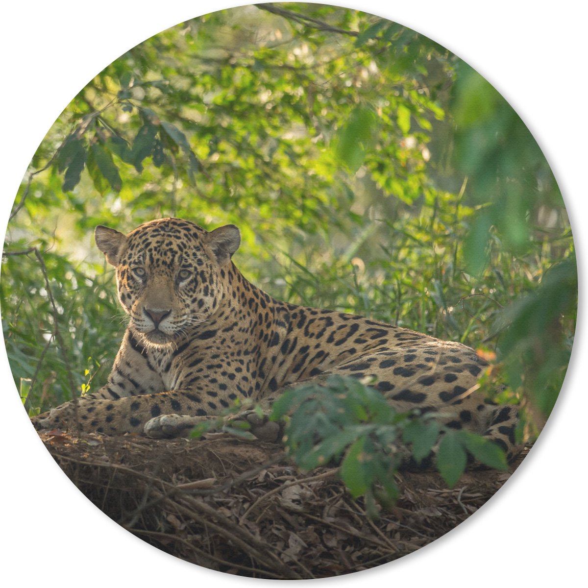 Muismat rond 40x40 cm - Mousepad Jaguar in de jungle - Ronde muismatten