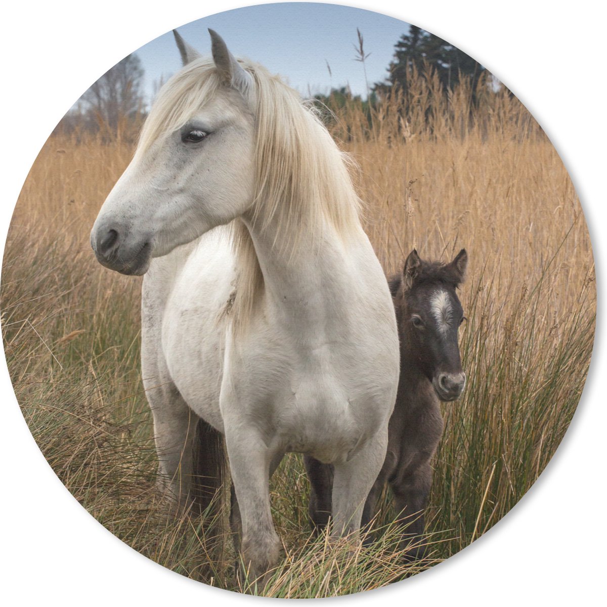 Muismat rond 50x50 cm - Mousepad Paarden - Veulen - Wit - Ronde muismatten