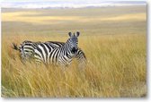 Zebra's - 90x60 Canvas Liggend - Dieren