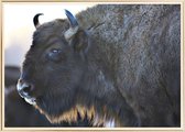 Poster Met Metaal Gouden Lijst - Aurochs Bison Poster