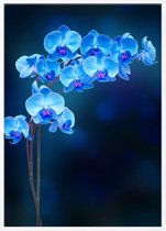 Poster Met Witte Lijst - Blauwe Orchidee Poster