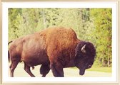 Poster Met Metaal Gouden Lijst - Yellowstone Buffalo Poster