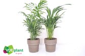 Kamerplanten van Botanicly – 2 × Planten Mix – Hoogte: 35 cm – Mix