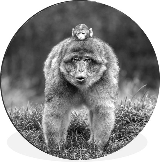 WallCircle - Wandcirkel - Muurcirkel - Een aap met een baby aap op zijn rug - zwart wit - Aluminium - Dibond - ⌀ 90 cm - Binnen en Buiten