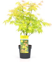 Plant in a Box - Acer 'Orange Dream' - Japanse Esdoorn - Pot 19cm - Hoogte 60-70cm - Winterhard - Tuinplant