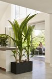 Moderne woonkamer met grote plant in zwarte rechthoekige bak.