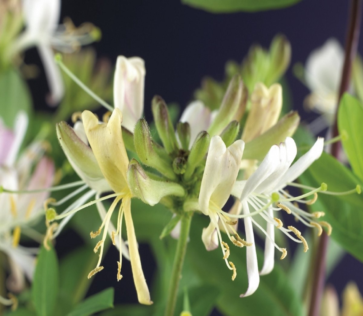 kamperfoelie-lonicera-periclymenum-belgica-select-120-cm-klimplant