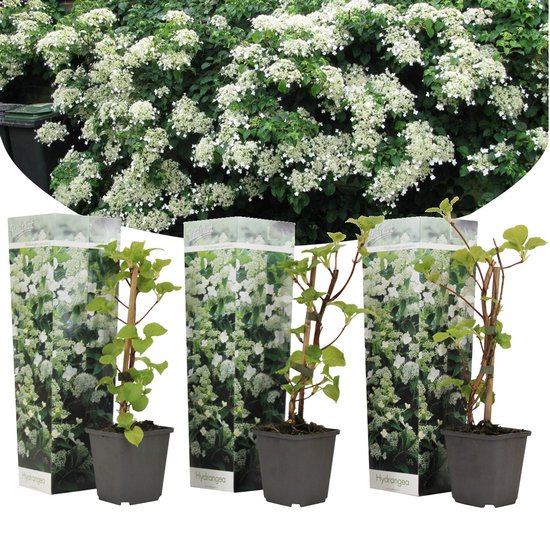 Plant in a Box - Set van 3 Hydrangea 'Petiolaris’ Klimhortensia