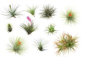 Onderhoudsarme Tillandsia Luchtplantjes – Set van 6 – Leven van Luchtvochtigheid