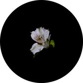 Muursticker White Lily