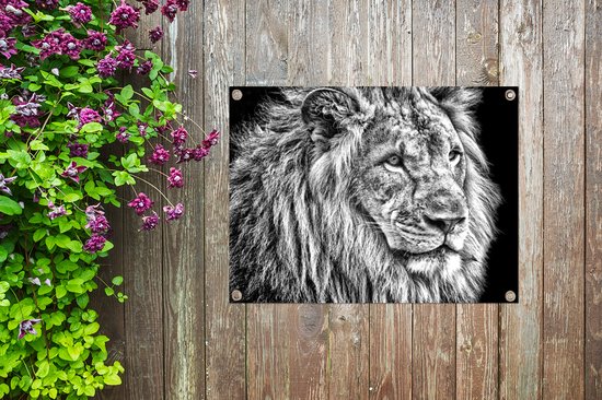 Affiche de jardin Lion en hiver 60x40 cm - Photo sur affiche de jardin / Peintures pour l'extérieur (décoration de jardin)