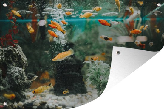Muurdecoratie Kleine visjes in een aquarium - 180x120 cm - Tuinposter - Tuindoek - Buitenposter