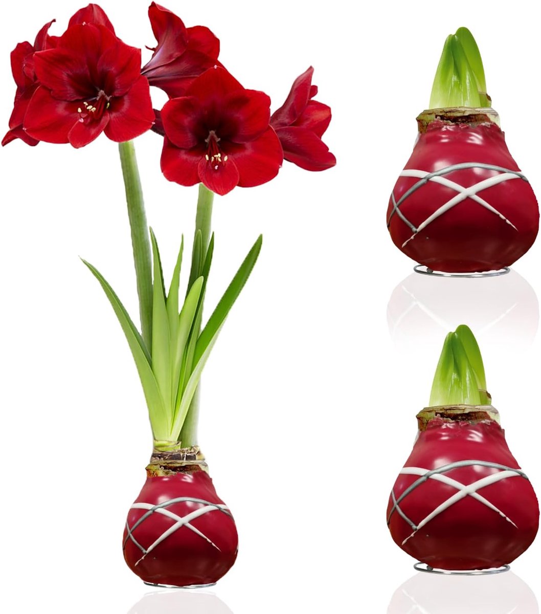 Amaryllis Bollen in Wax - Striped Red - Bloembollen - 2 stuks - Rood - Bloem bollen - No Water Flower